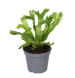 Asplenium antiquum Leslie — paproć do terrarium, zdjęcie 3