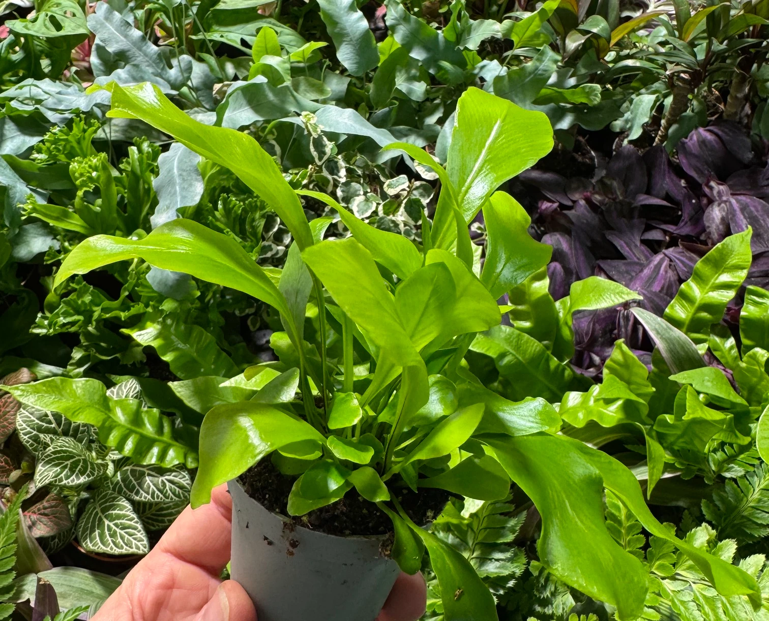 Asplenium nidus — zdjęcie rośliny 3