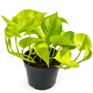 Epipremnum złociste Golden Pothos Ø12 cm wys. 25 cm do terrarium — wygląd rośliny
