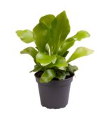 Asplenium nidus — paproć do terrarium, zdjęcie 5
