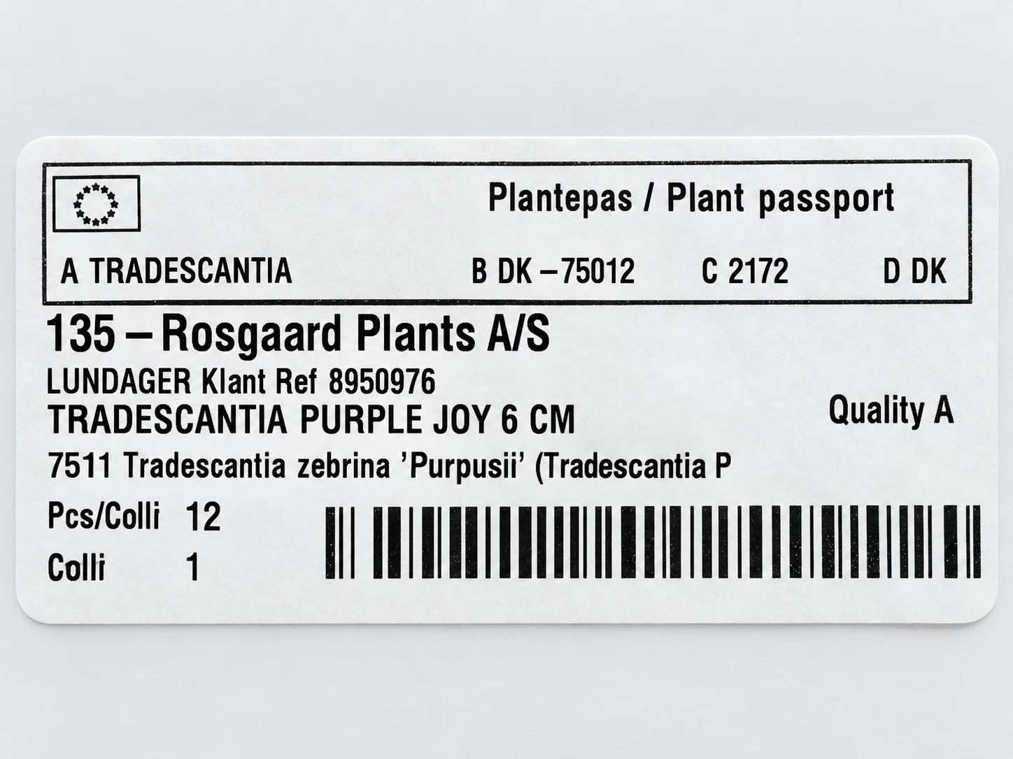 Paszport roślin — etykieta z galerii: Trzykrotka Tradescantia zebra Purpusii