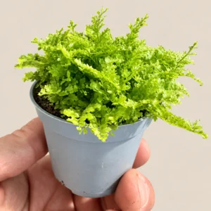 Nephrolepis exaltata Cotton Candy — paproć do terrarium, zdjęcie 1
