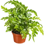 Ferns Tiny Rumohra — paproć do terrarium, zdjęcie 4