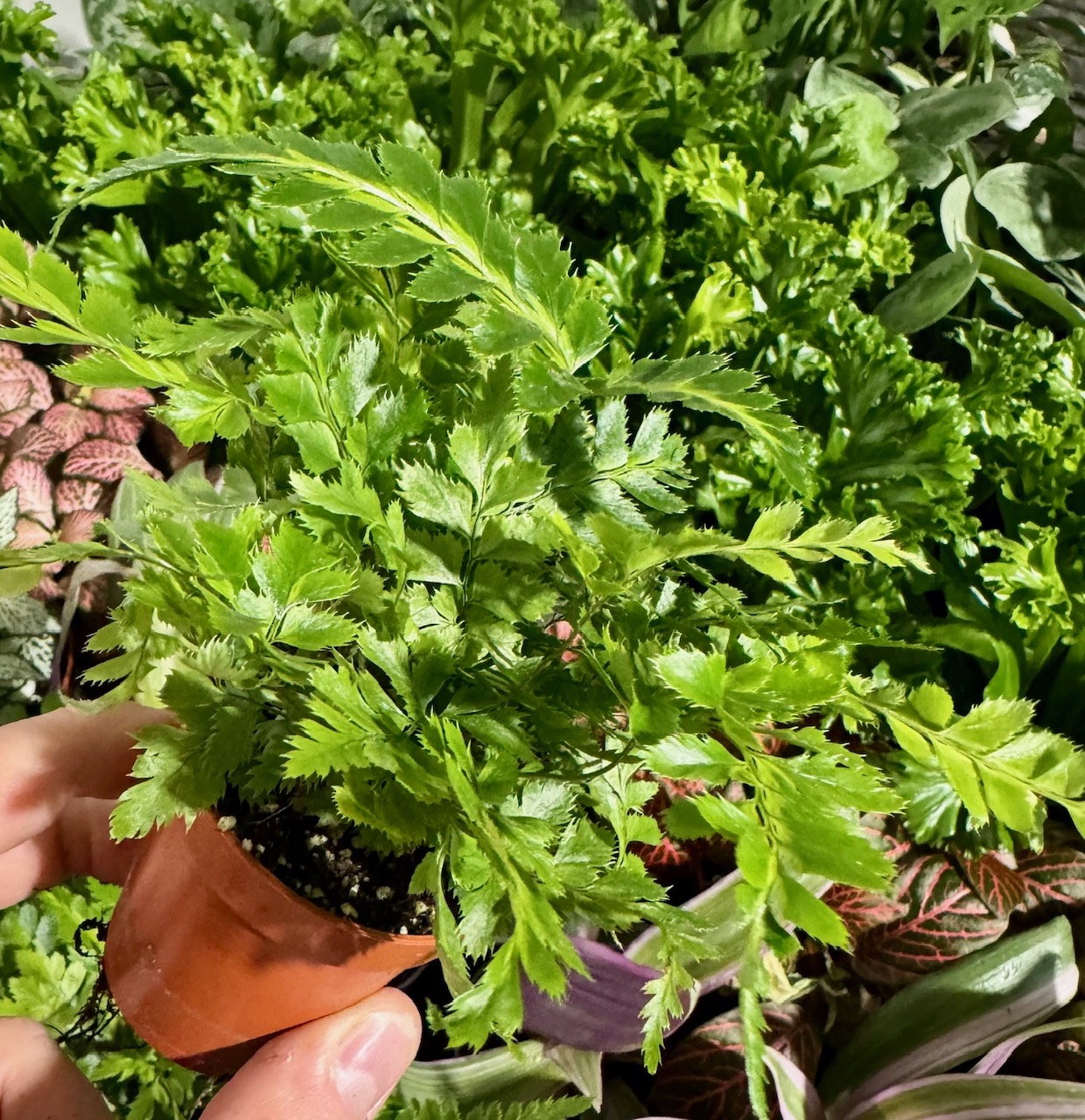 Ferns Tiny Rumohra — zdjęcie rośliny 2