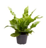 Asplenium Crispy Wave — paproć do terrarium, zdjęcie 4