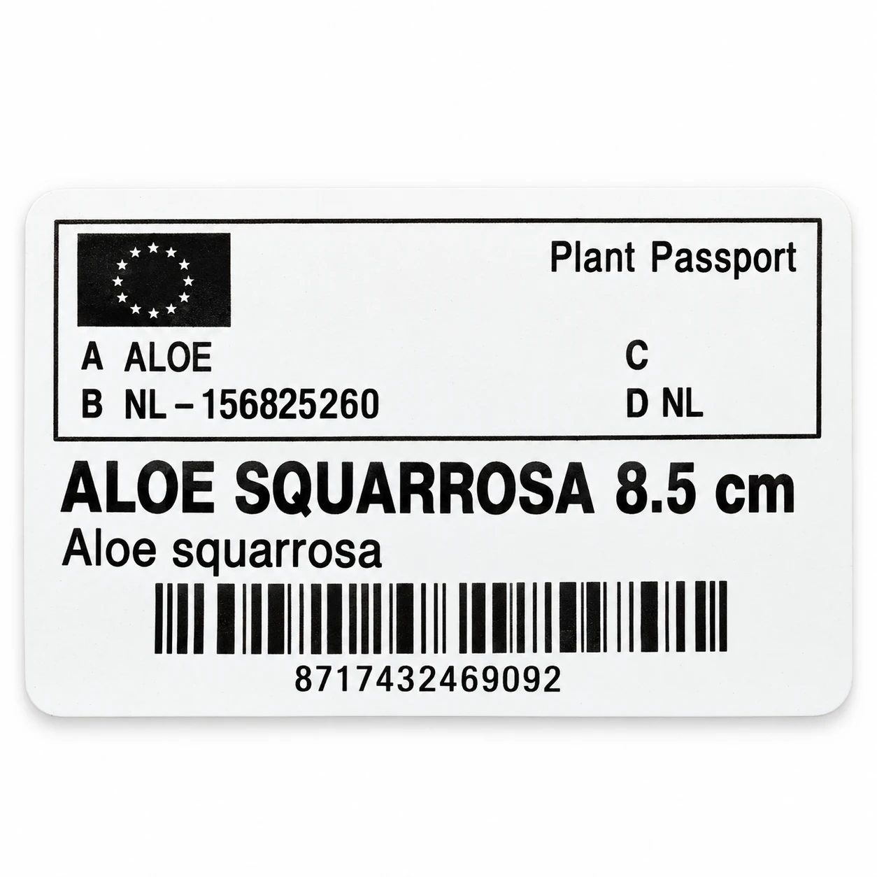 Paszport roślin — etykieta z galerii: Sukulent Aloe squarrosa doniczka 8,5cm wys 12cm