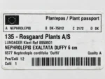 Nephrolepis cordifolia Duffii — paproć do terrarium, zdjęcie 4