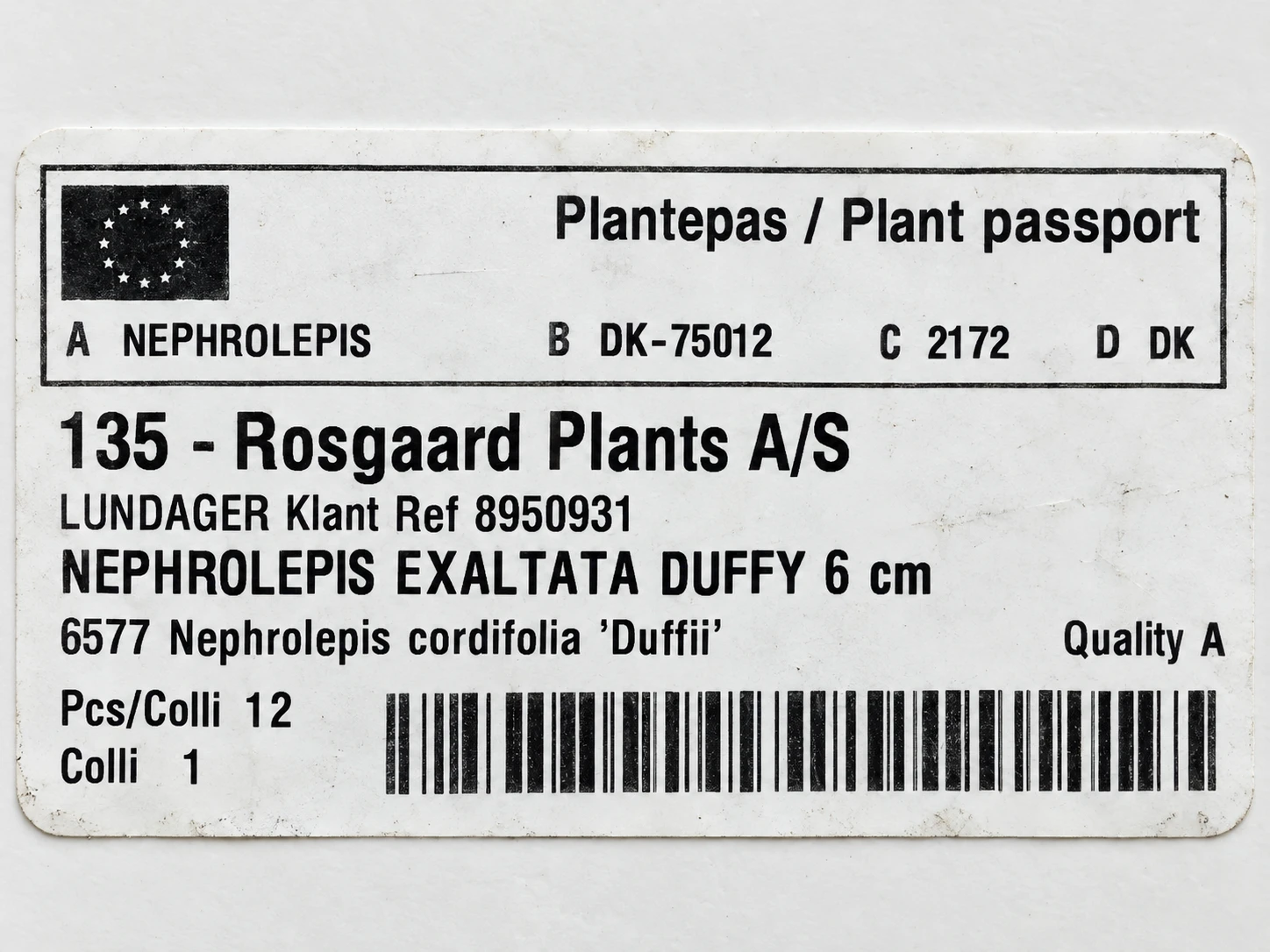 Paszport roślin — etykieta z galerii: Nephrolepis Cordifolia Duffii Paproć Do Terrarium 15 cm Ø6 cm