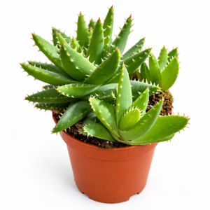 Sukulent Aloe squarrosa doniczka 8,5cm wys 12cm — wygląd rośliny