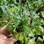 Ferns Tiny Actiniopt. — paproć do terrarium, zdjęcie 7