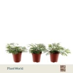 Ferns Tiny Actiniopt. — paproć do terrarium, zdjęcie 6