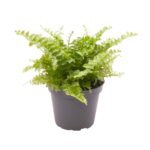 Nephrolepis cordifolia Duffii — paproć do terrarium, zdjęcie 3