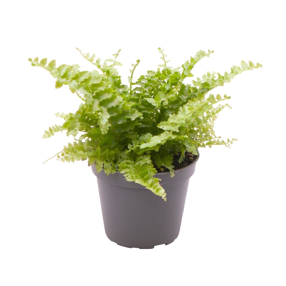Nephrolepis cordifolia Duffii — zdjęcie rośliny 3