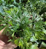 Ferns Tiny Actiniopt. — paproć do terrarium, zdjęcie 4