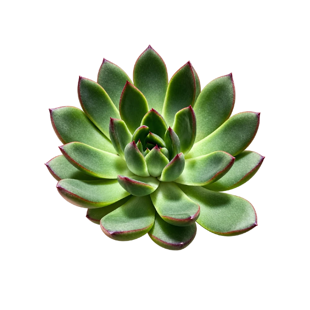 Sukulent Echeveria agavoides Ami-Fiesta — zdjęcie oferowanej rośliny