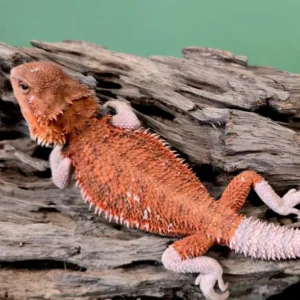 Agama brodata Red/Orange – samica (Pogona vitticeps) – zdjęcie oferowanego zwierzęcia