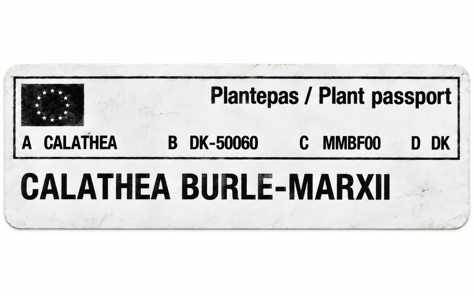 Paszport roślin — Calathea Burle-Marxii — zdjęcie etykiety