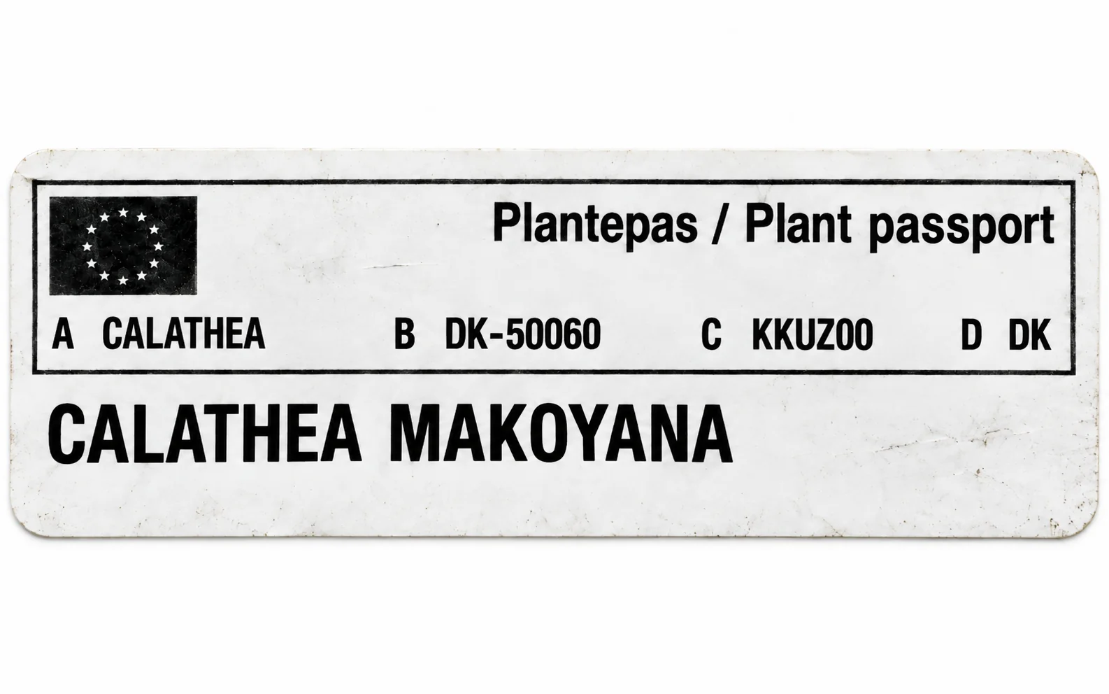 Paszport roślin — Calathea makoyana — zdjęcie etykiety