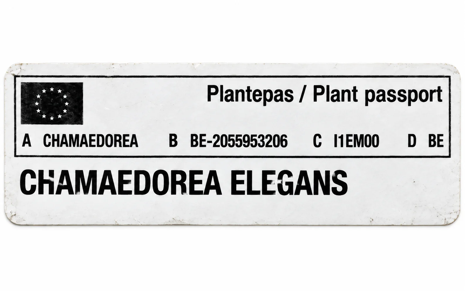 Paszport roślin — Chamaedorea elegans — zdjęcie etykiety