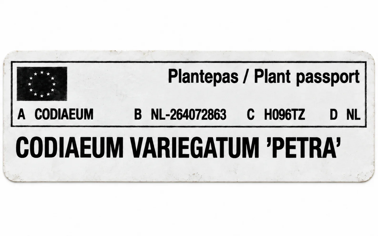 Paszport roślin — Codiaeum variegatum Petra — zdjęcie etykiety