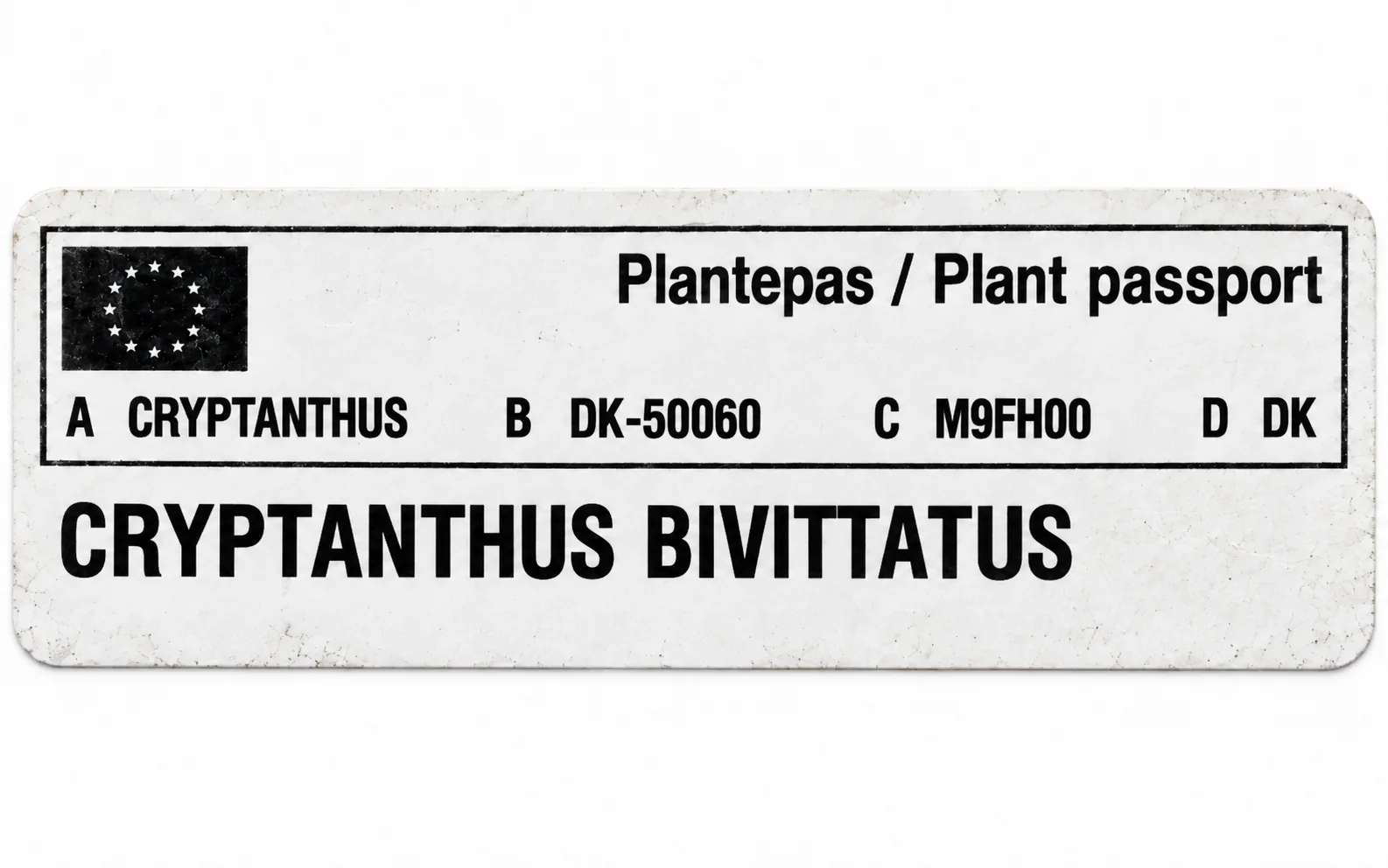 Paszport roślin — Cryptanthus bivittatus — zdjęcie etykiety