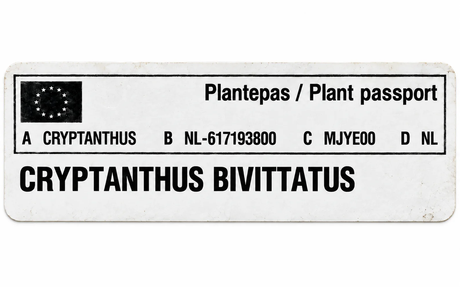 Paszport roślin — Cryptanthus bivittatus — zdjęcie etykiety