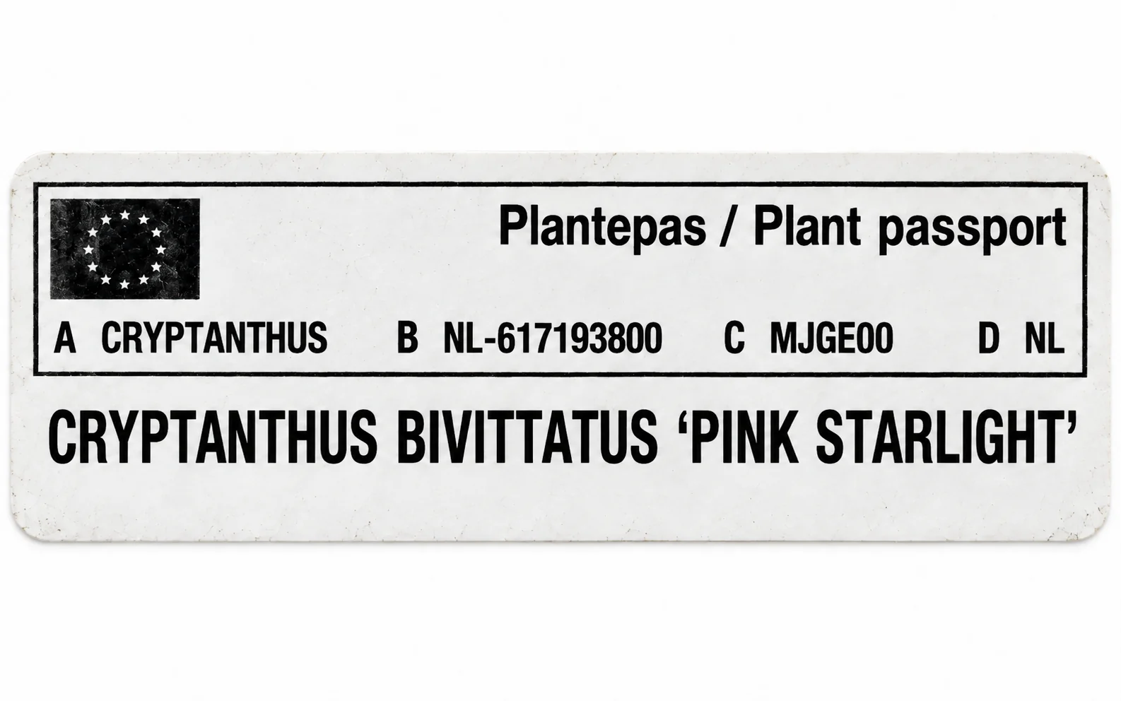 Paszport roślin — Cryptanthus bivittatus Pink Star / Pink Starlight — zdjęcie etykiety