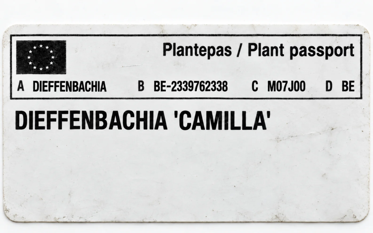 Paszport roślin — Dieffenbachia Camilla — zdjęcie etykiety