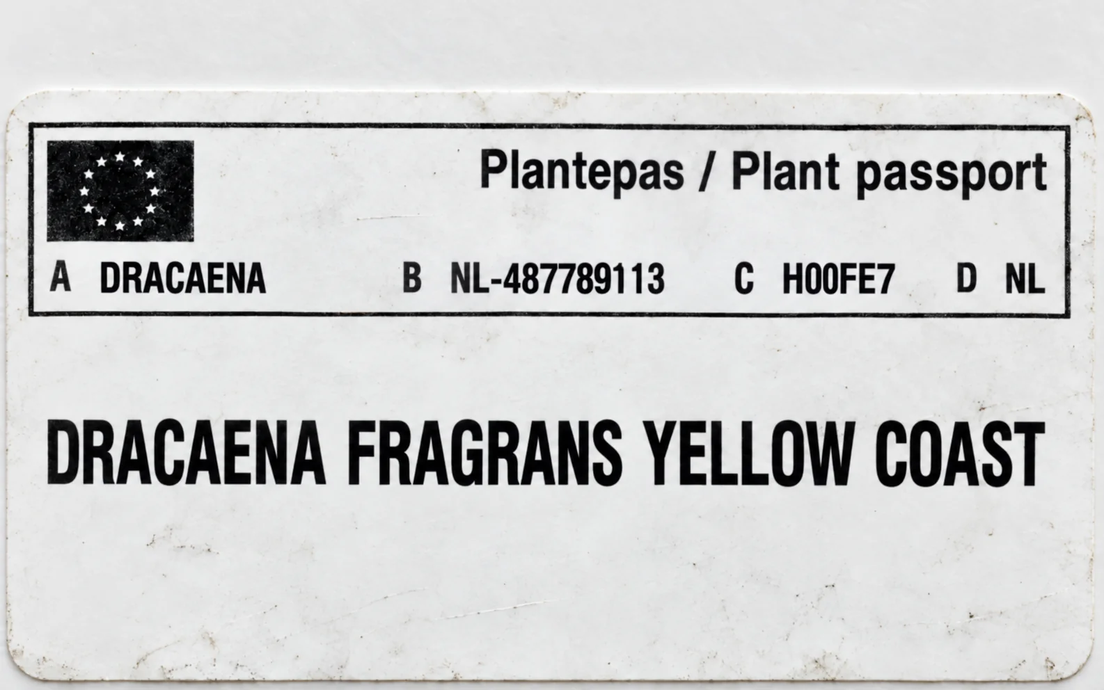 Paszport roślin — Dracaena fragrans Yellow Coast — zdjęcie etykiety
