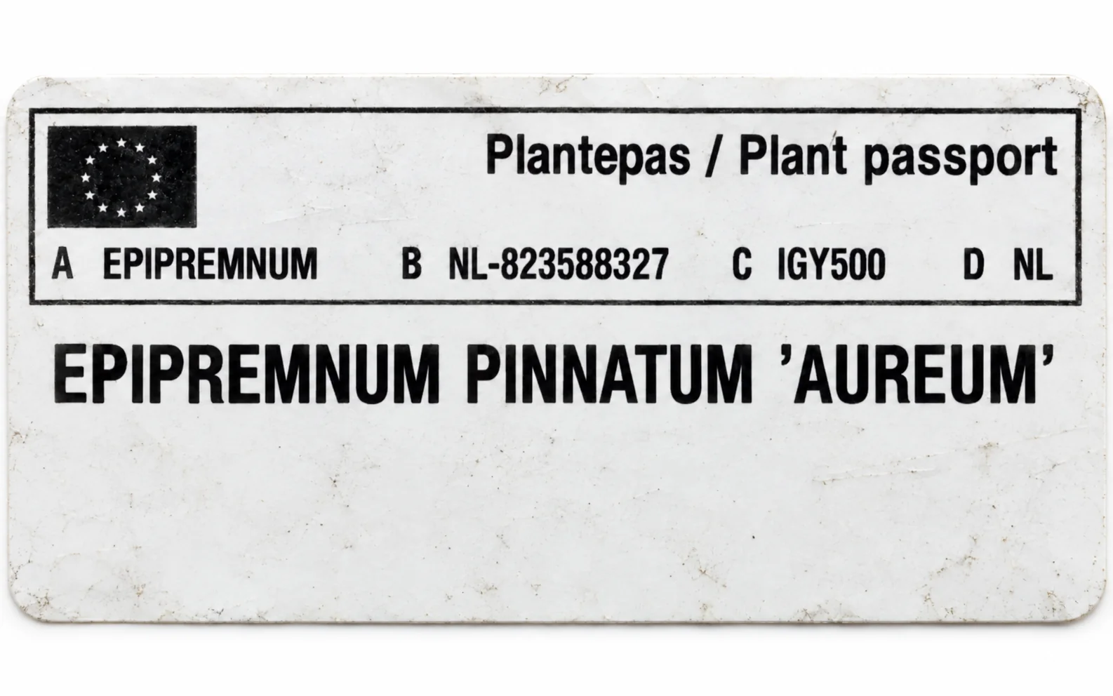 Paszport roślin — Epipremnum pinnatum Aureum — zdjęcie etykiety