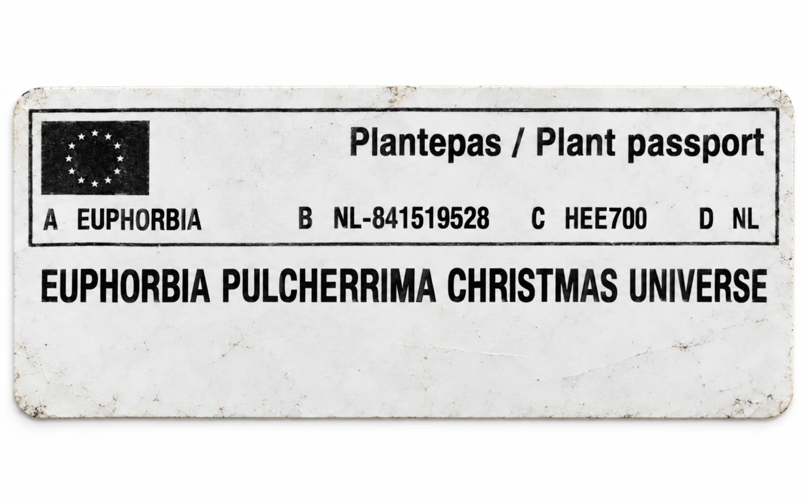 Paszport roślin — Euphorbia pulcherrima Christmas Universe — zdjęcie etykiety