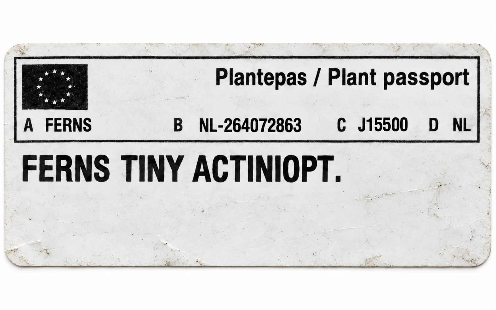 Paszport roślin — Ferns Tiny Actiniopt. — zdjęcie etykiety