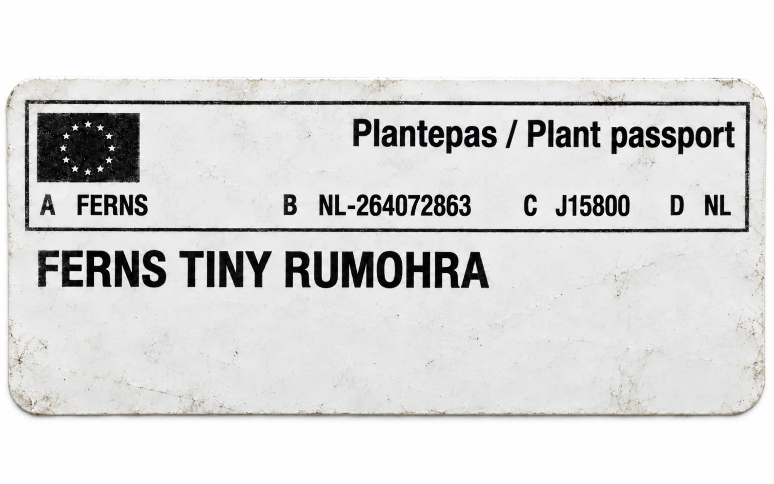 Paszport roślin — Ferns Tiny Rumohra — zdjęcie etykiety