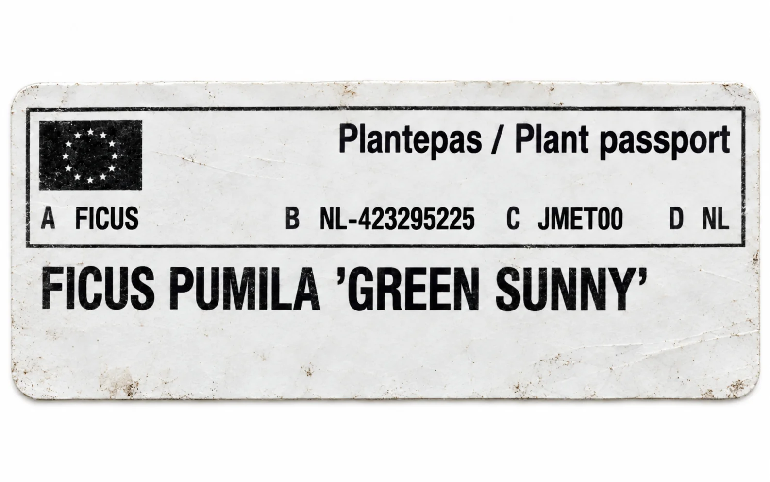 Paszport roślin — Ficus pumila Green Sunny — zdjęcie etykiety