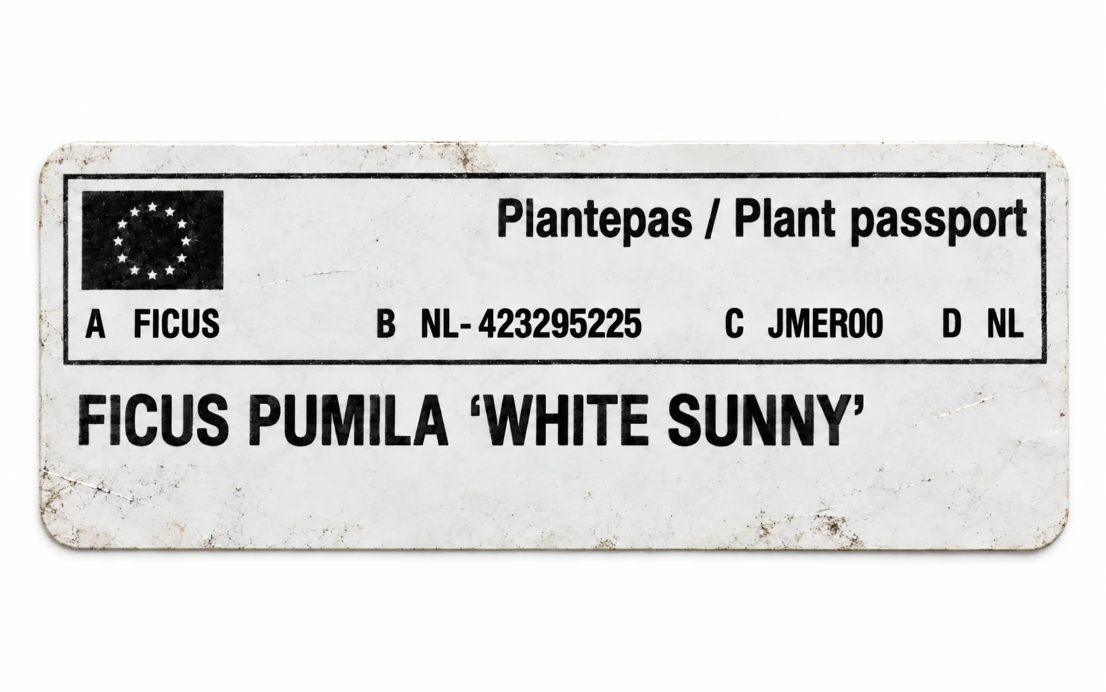 Paszport roślin — Ficus pumila White Sunny — zdjęcie etykiety