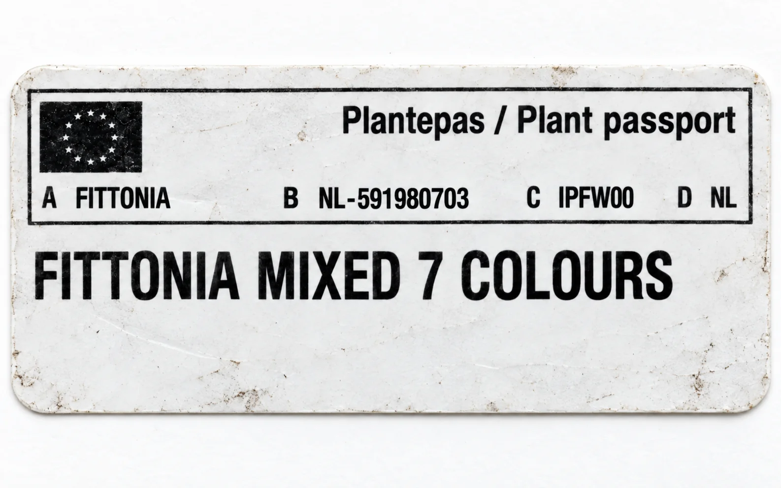 Paszport roślin — Fittonia mixed — zdjęcie etykiety