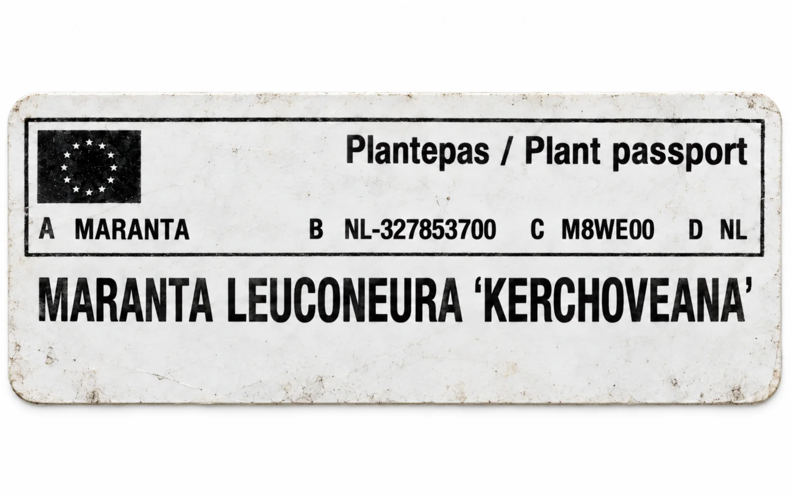 Paszport roślin — Maranta leuconeura Kerchoveana — zdjęcie etykiety