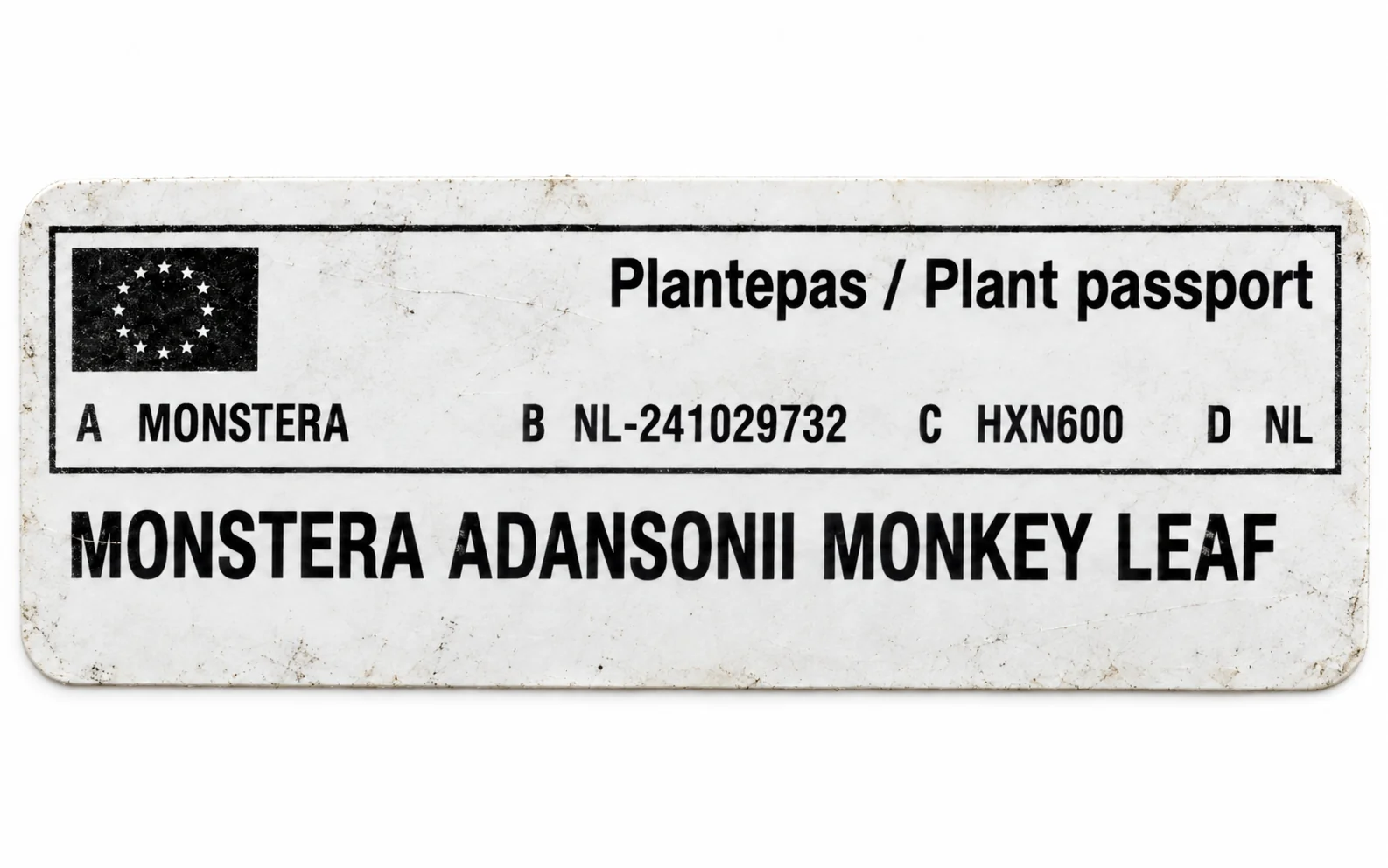 Paszport roślin — Monstera adansonii Monkey Leaf — zdjęcie etykiety