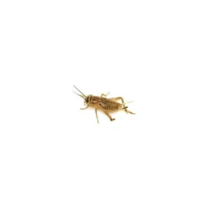 Młode świerszcze wylęg 0,5-1cm