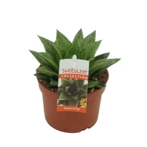 Gasteria D Tiga — mięsiste liście rośliny w doniczce 8,5 cm