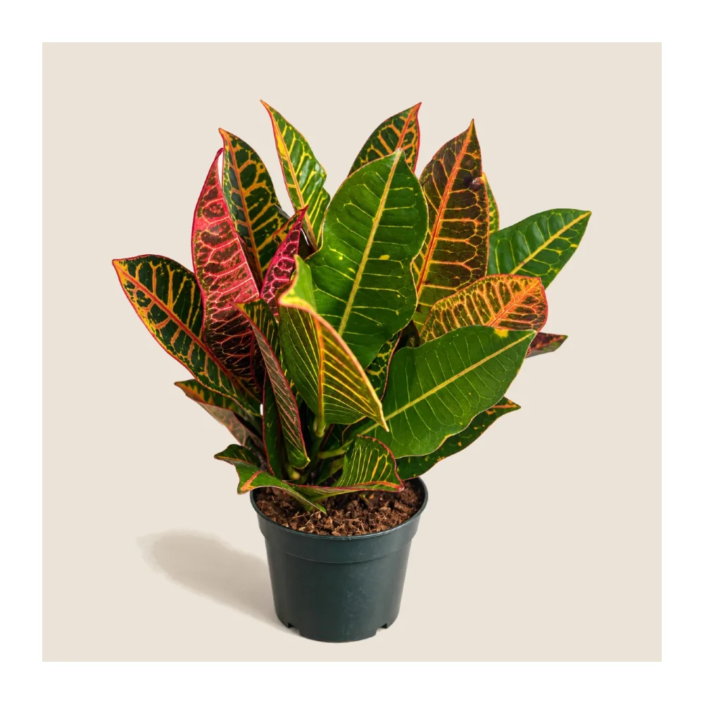 Kroton pstry Petra – Codiaeum variegatum Ø12 cm — wygląd rośliny